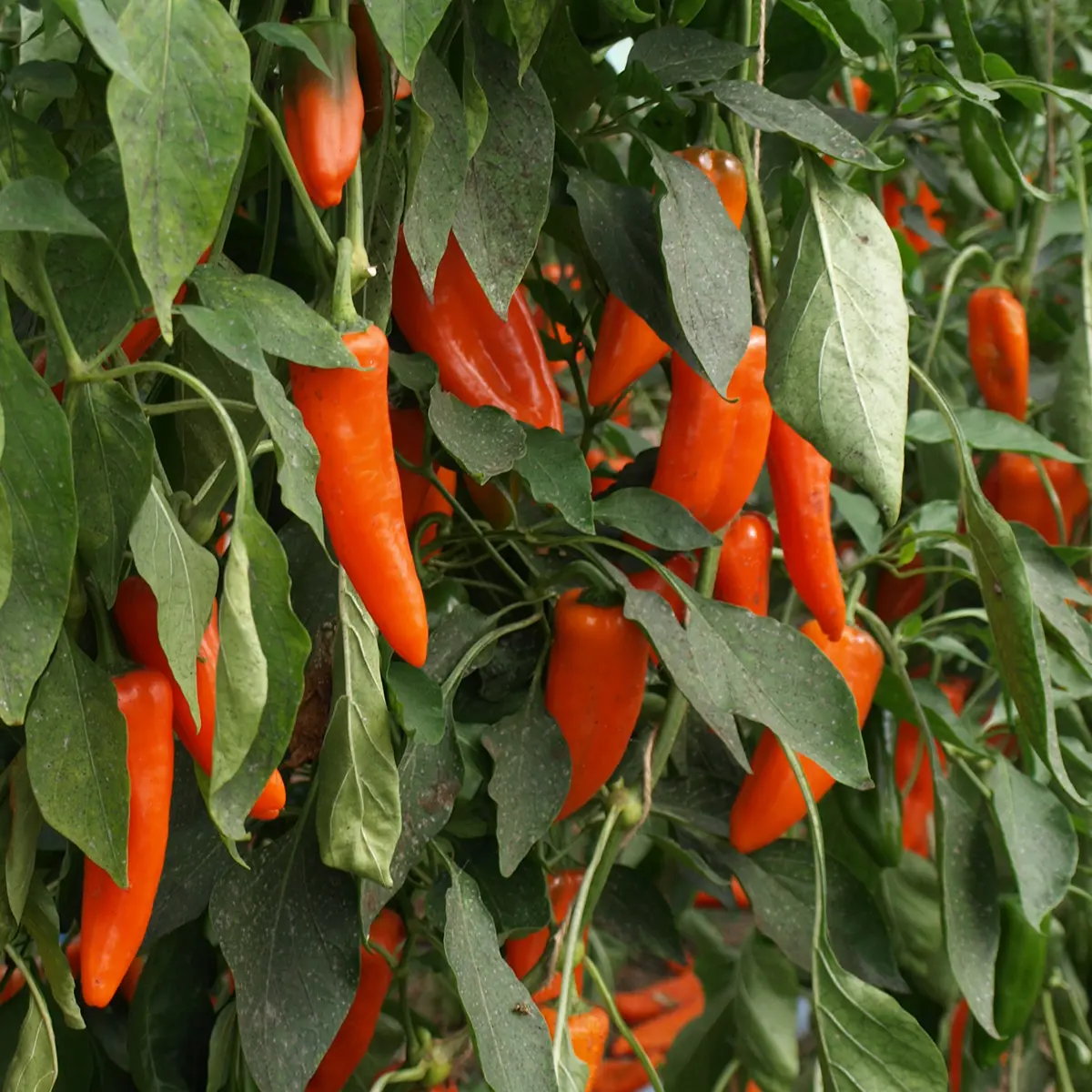 B046-2PeperoniLadyLouKSBio