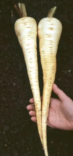 B048-1PastinakeAromataBio1