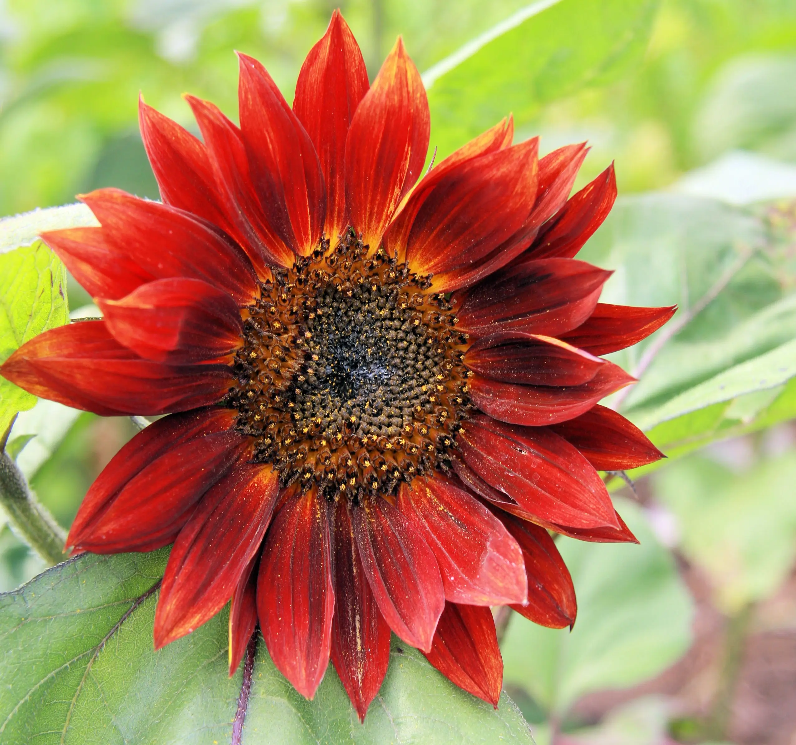 B061SonnenblumeRotMittelhochBio