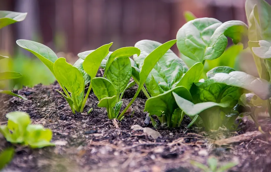 B063-1SpinatFruehesRiesenblattBio