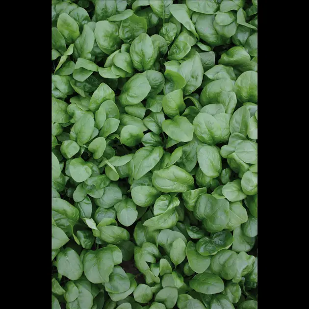 B063-2WinterRiesenblattBio