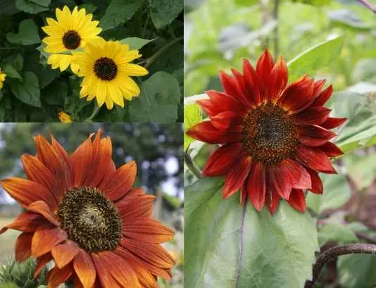 B063SonnenblumenMischungBio