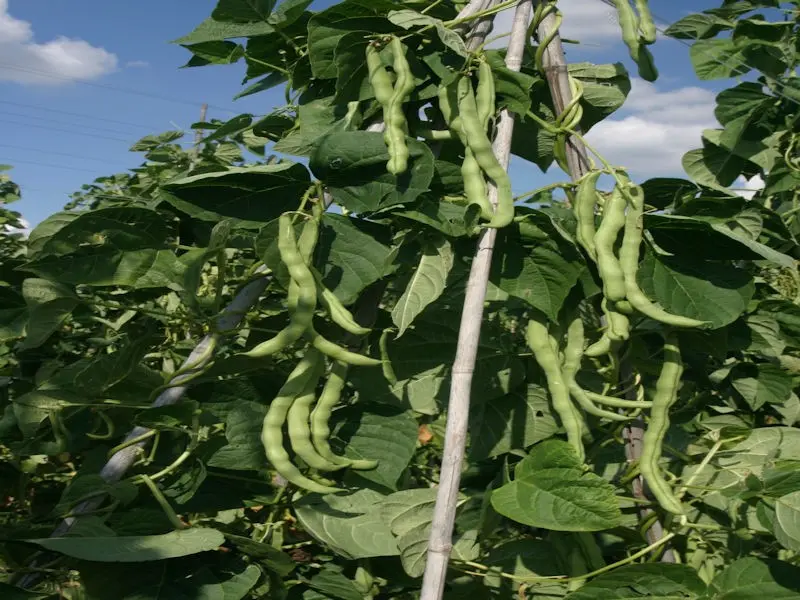 B068StangenbohneNeckarkoeniginBio