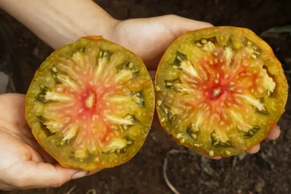 B069-1TomateAnanoriBio