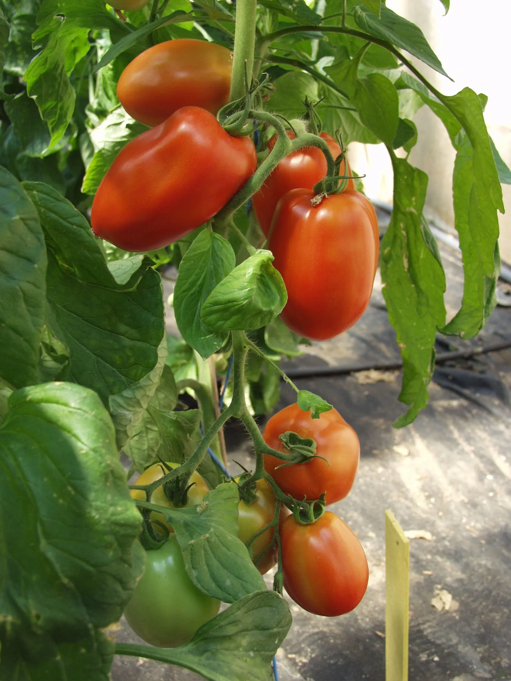 B078TomateDiplomF1Bio