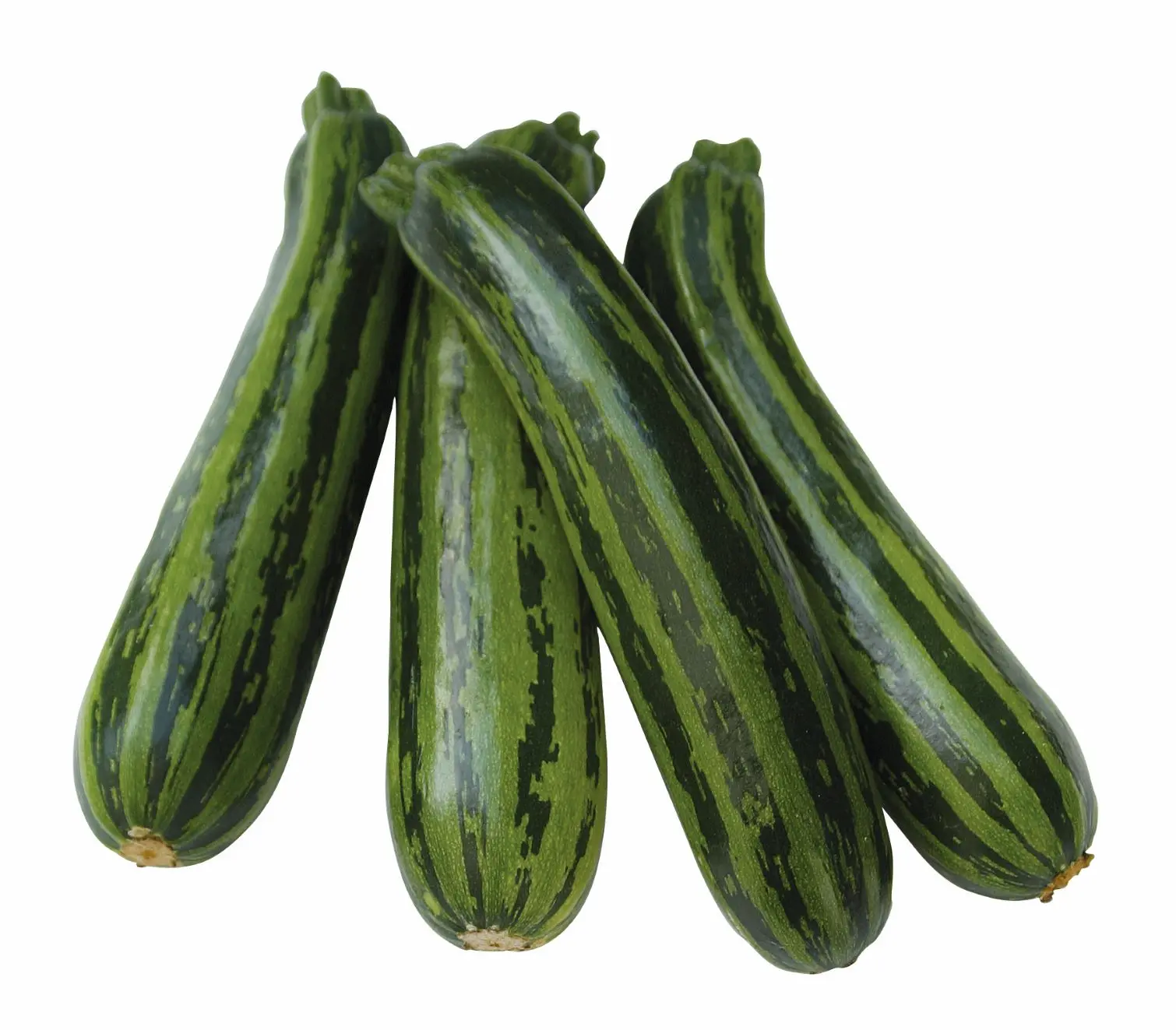 B082-9ZucchiniGreenTigerF1Bio