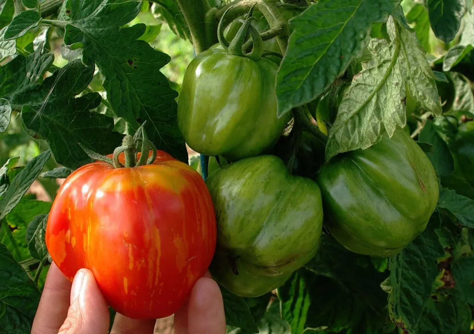 B74TomateStripedCavernBio