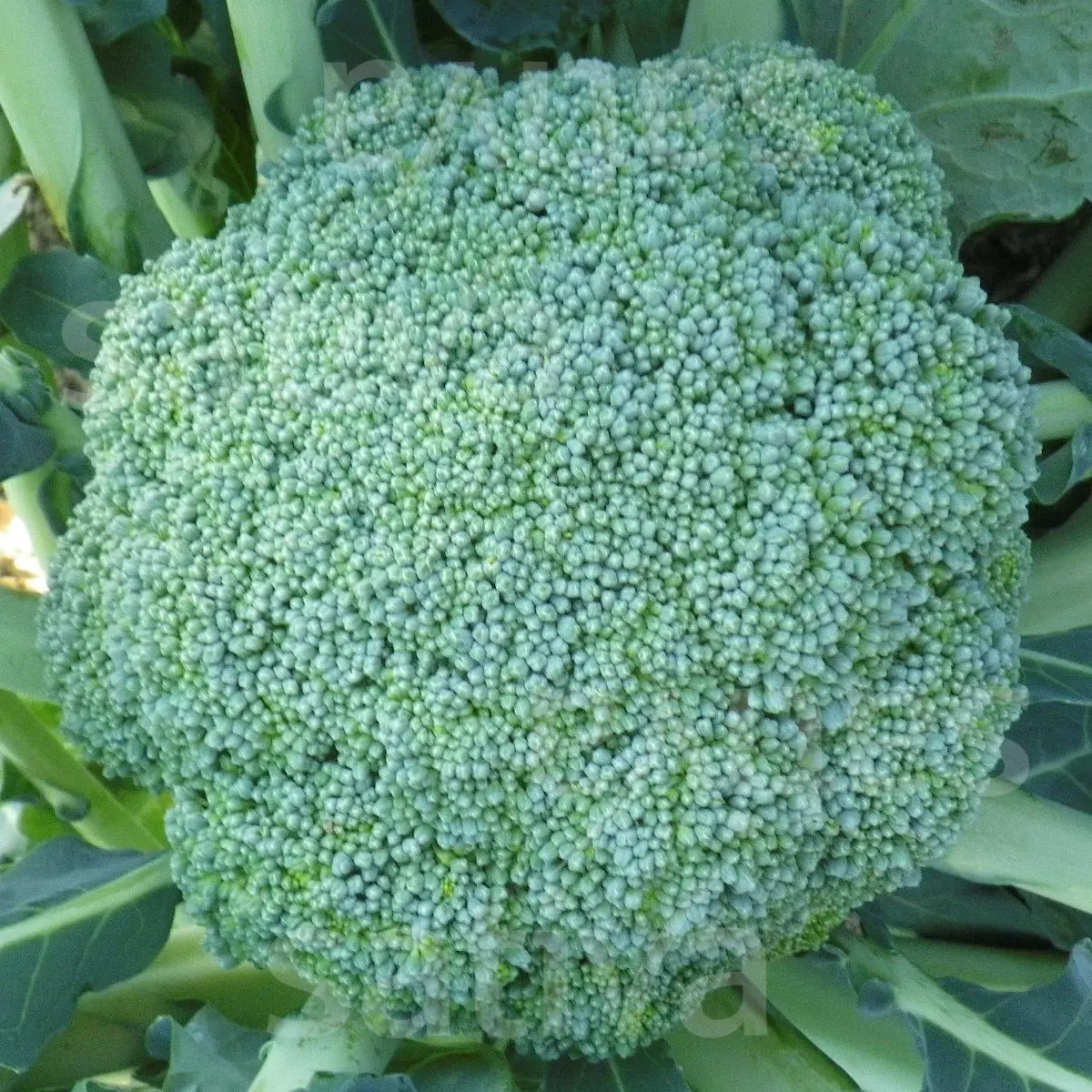 BroccoliCalabreseNatalino