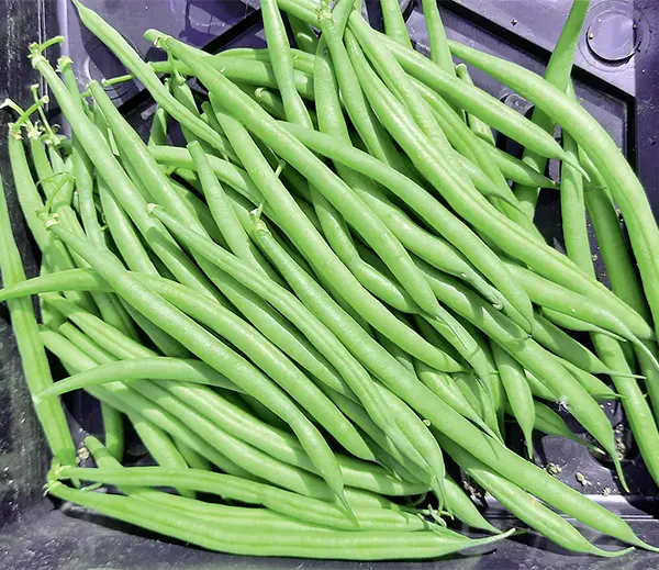 Buschbohne-Stanley-153432-NB