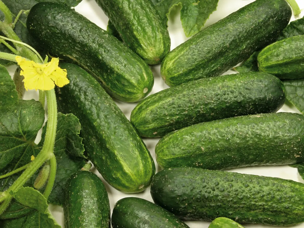 EinlegegurkeDiamantF1Bio