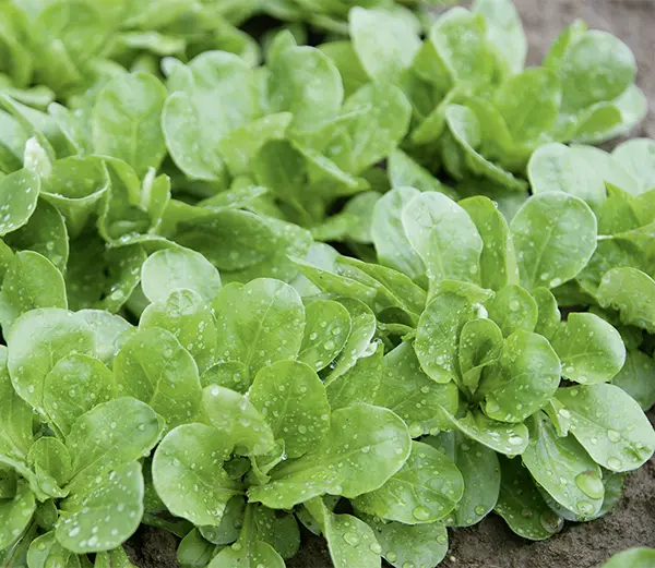 Feldsalat-Amely-06671-NB