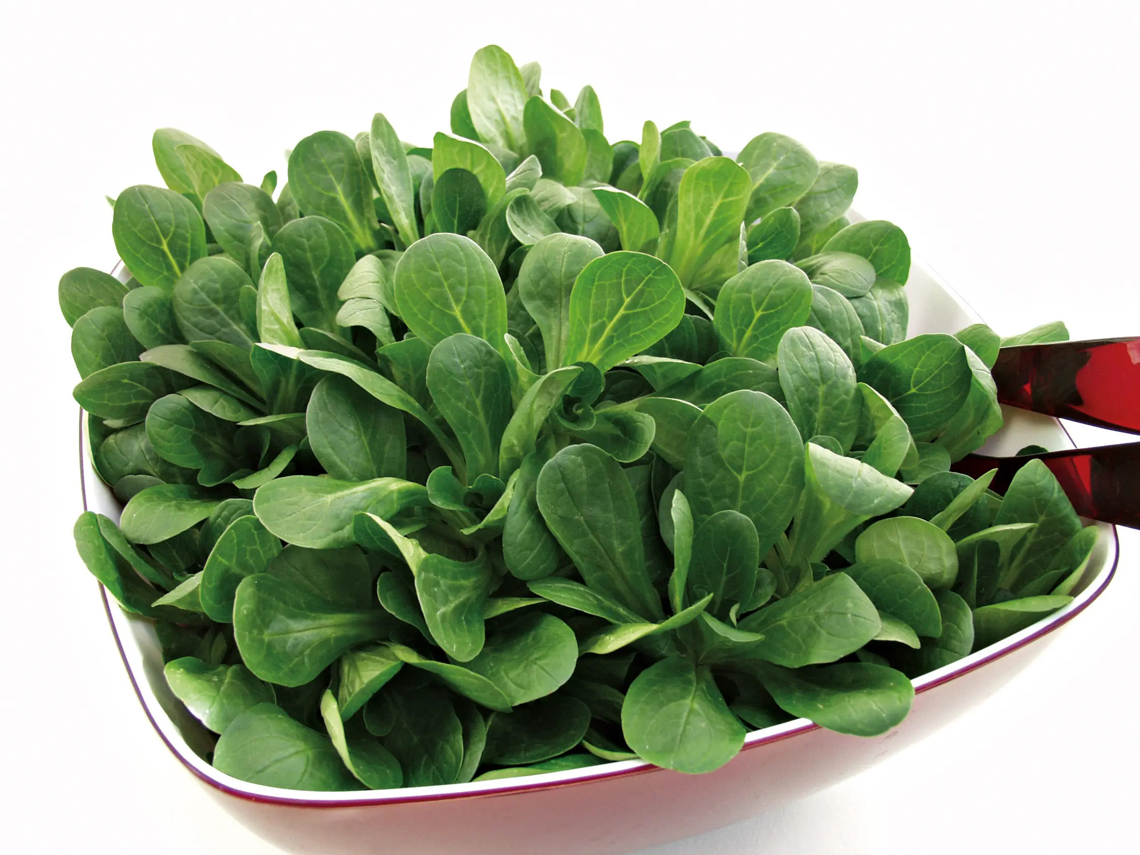 Feldsalat_Vit_Schuessel