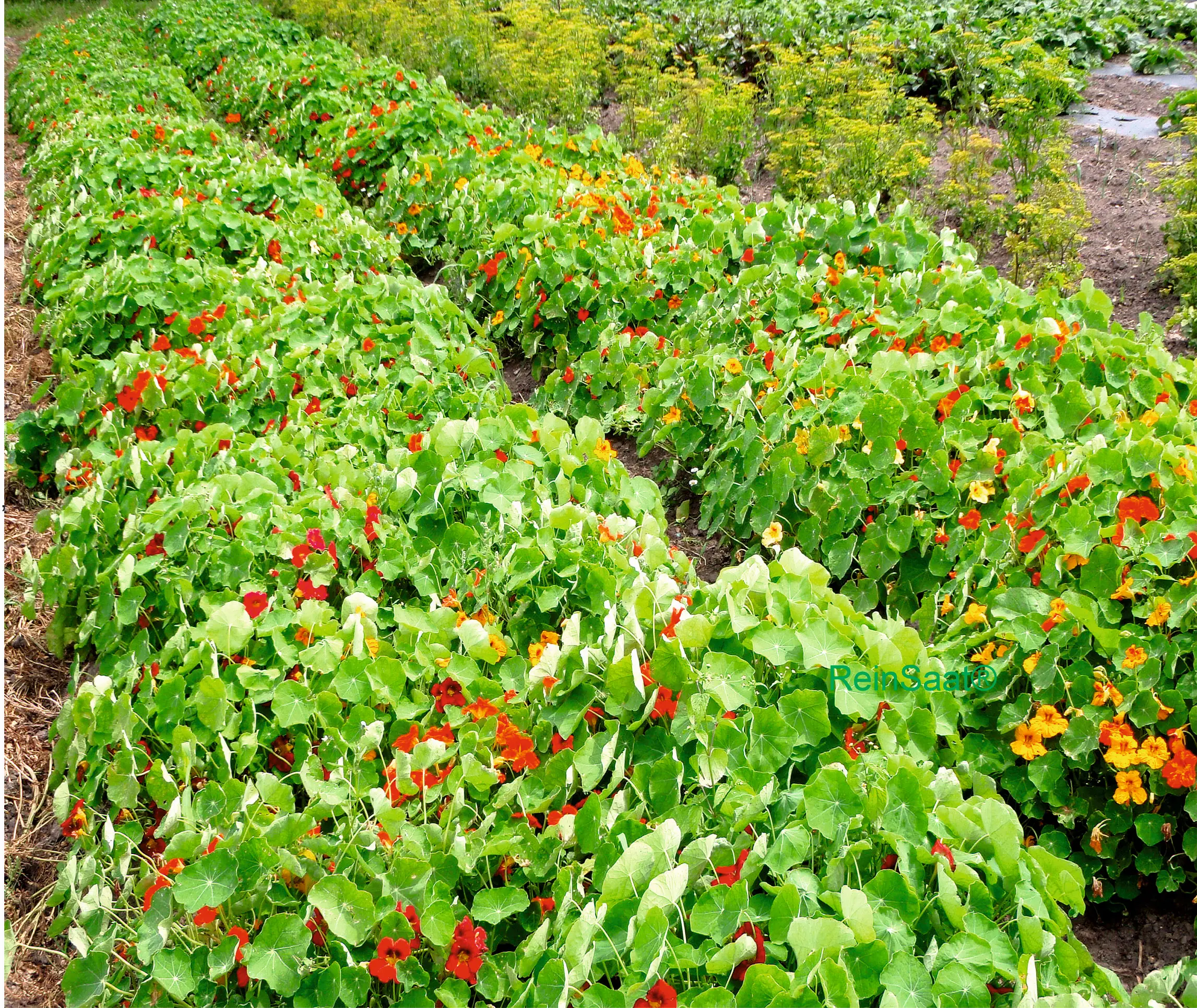 KapuzinerkresseTropaeolum