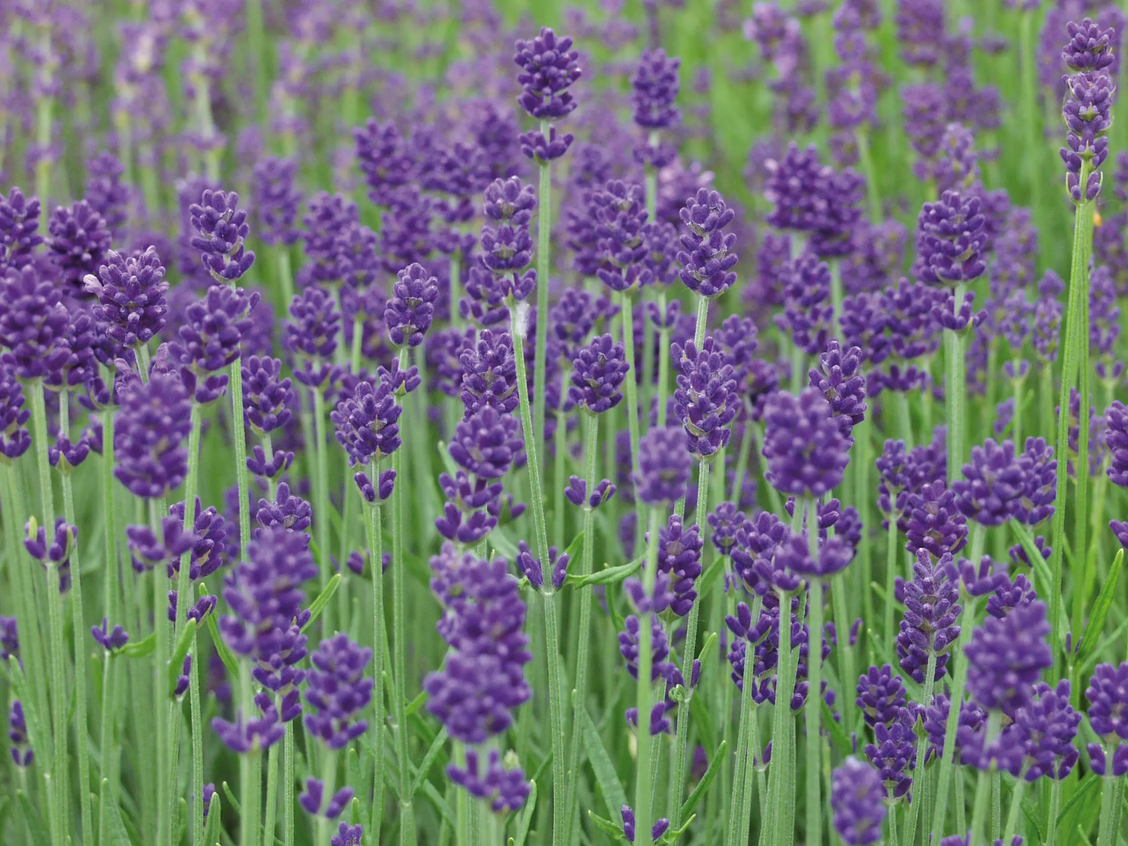 Lavendel