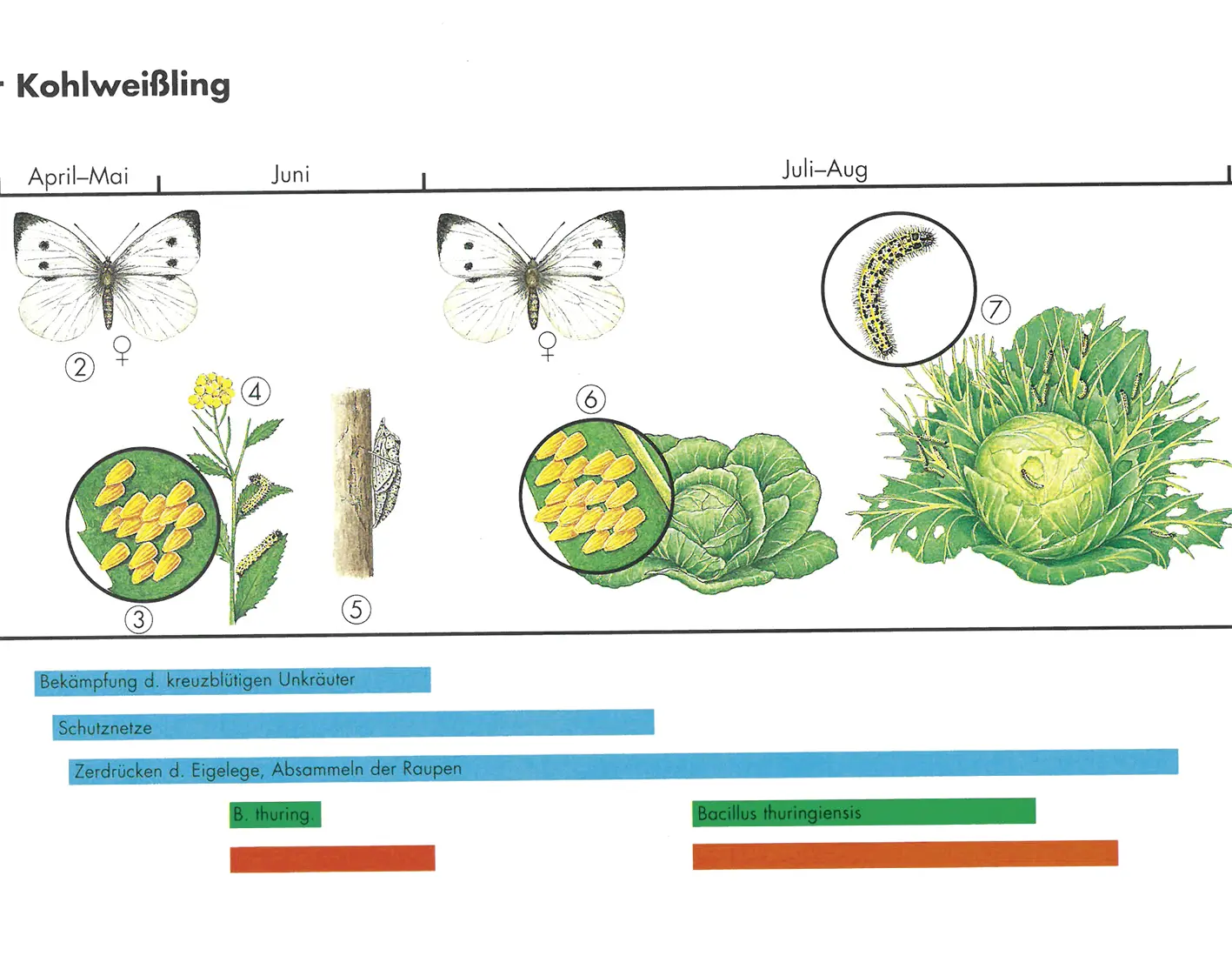 Mein-gesunder-Gem-segarten-