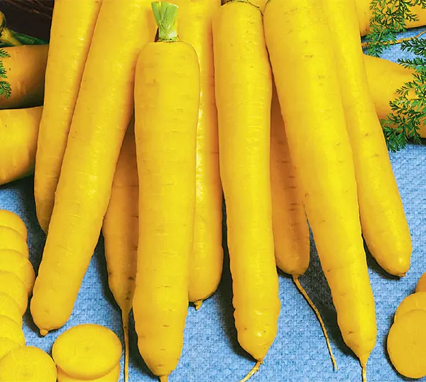 Mohre-Yellowstone-NB