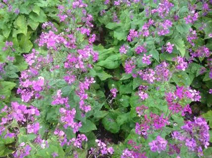 NachtvioleSilberblatt