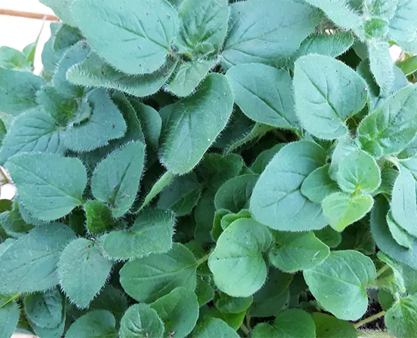 Oregano-Aldi-20201127_151713-NB-RGB