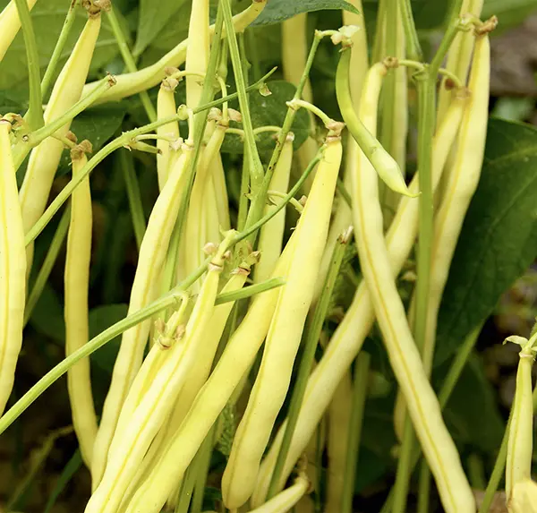 OrinocoDSC00006-NB-RGB