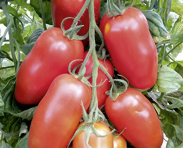 Pozzano1-20200824_164821-NB-RGB