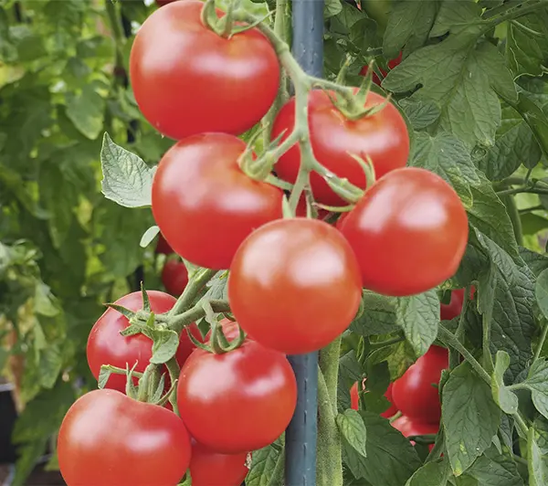 Pyros1-P8080650-NB-RGB