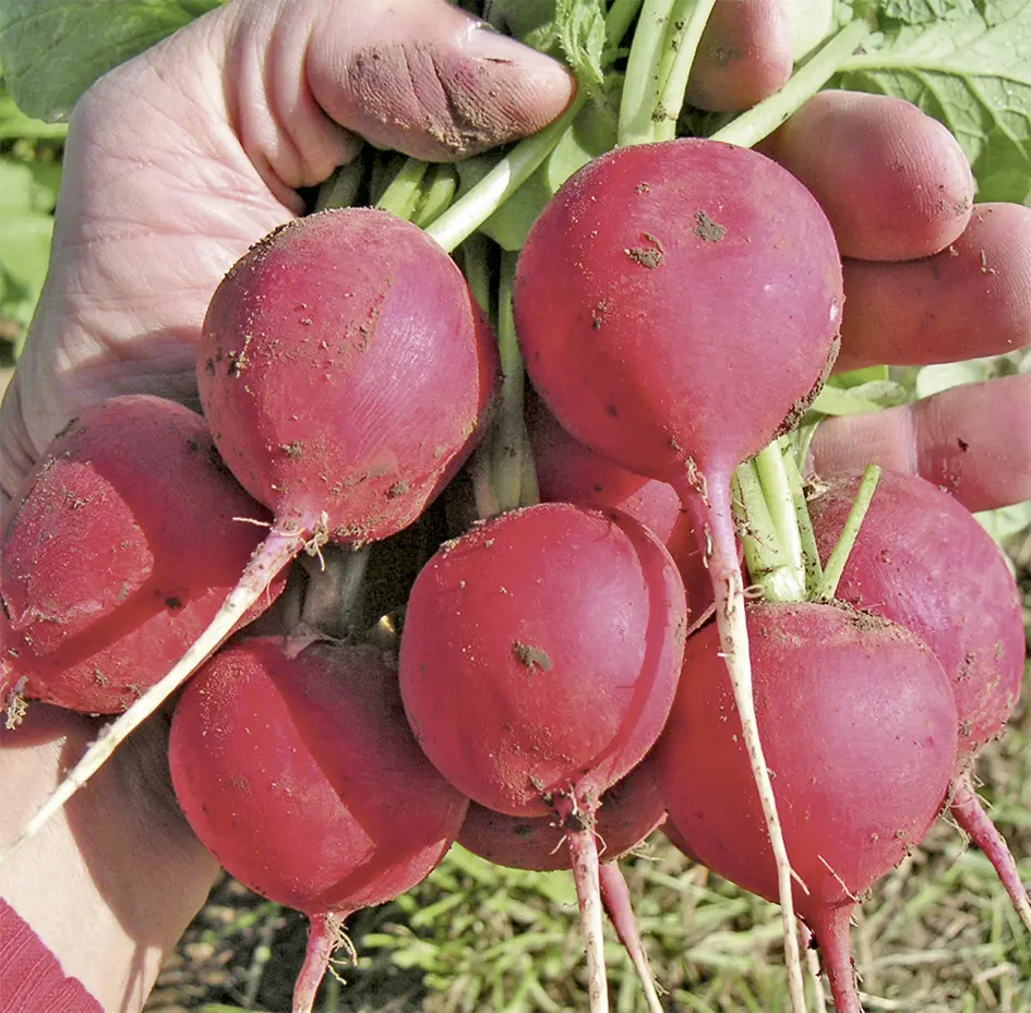 Rondeel-Titel-Quadr-2