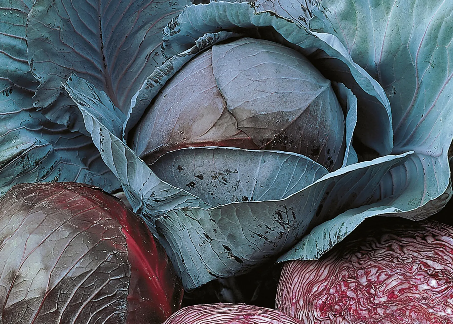 Rotkohl_MarnerLagerrotA