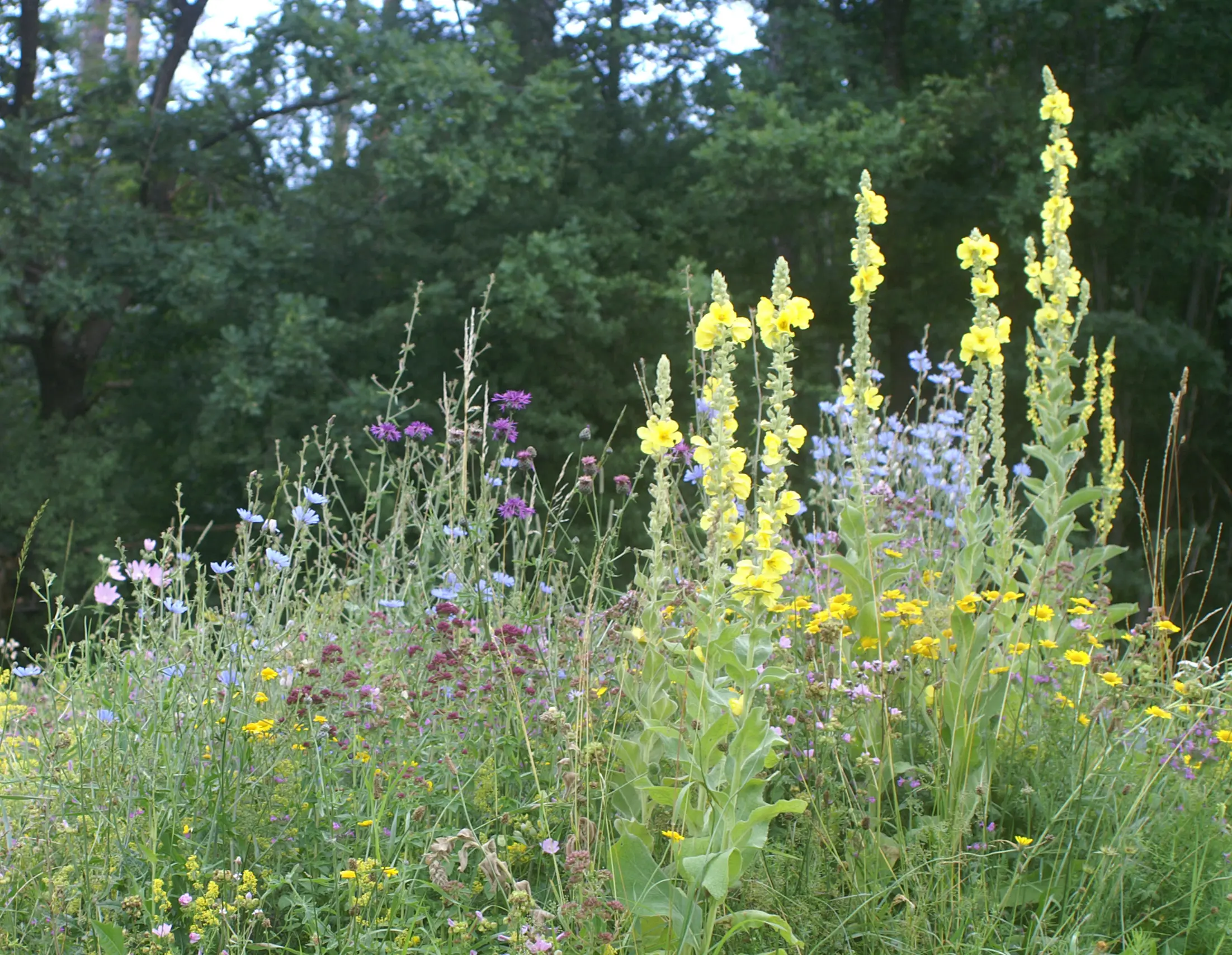 SchmetterlingsWildbienensaum_RH