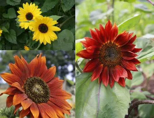 Sonnenblume_Mischung