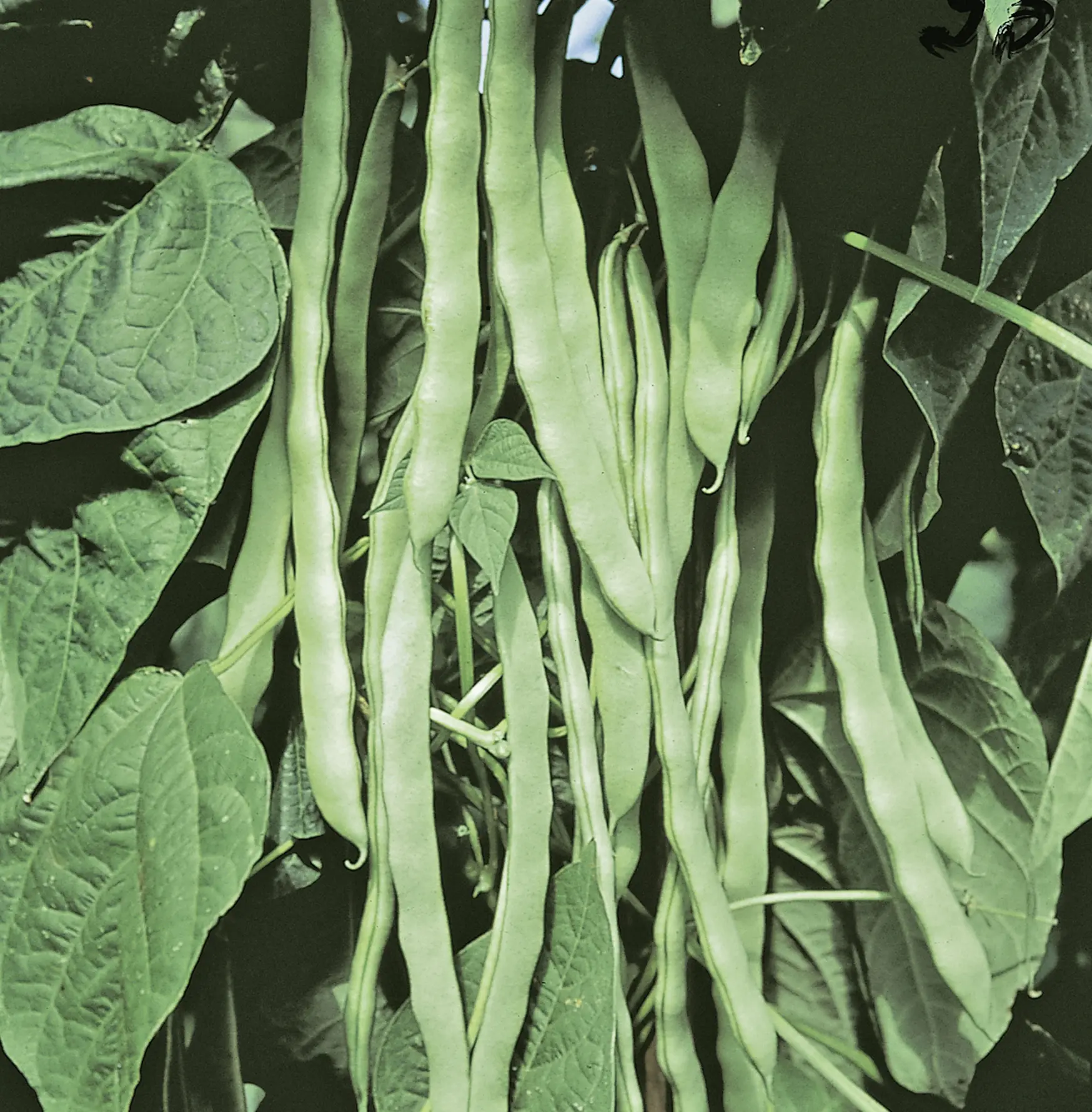 StBo-Hilda-04-Hild-NB