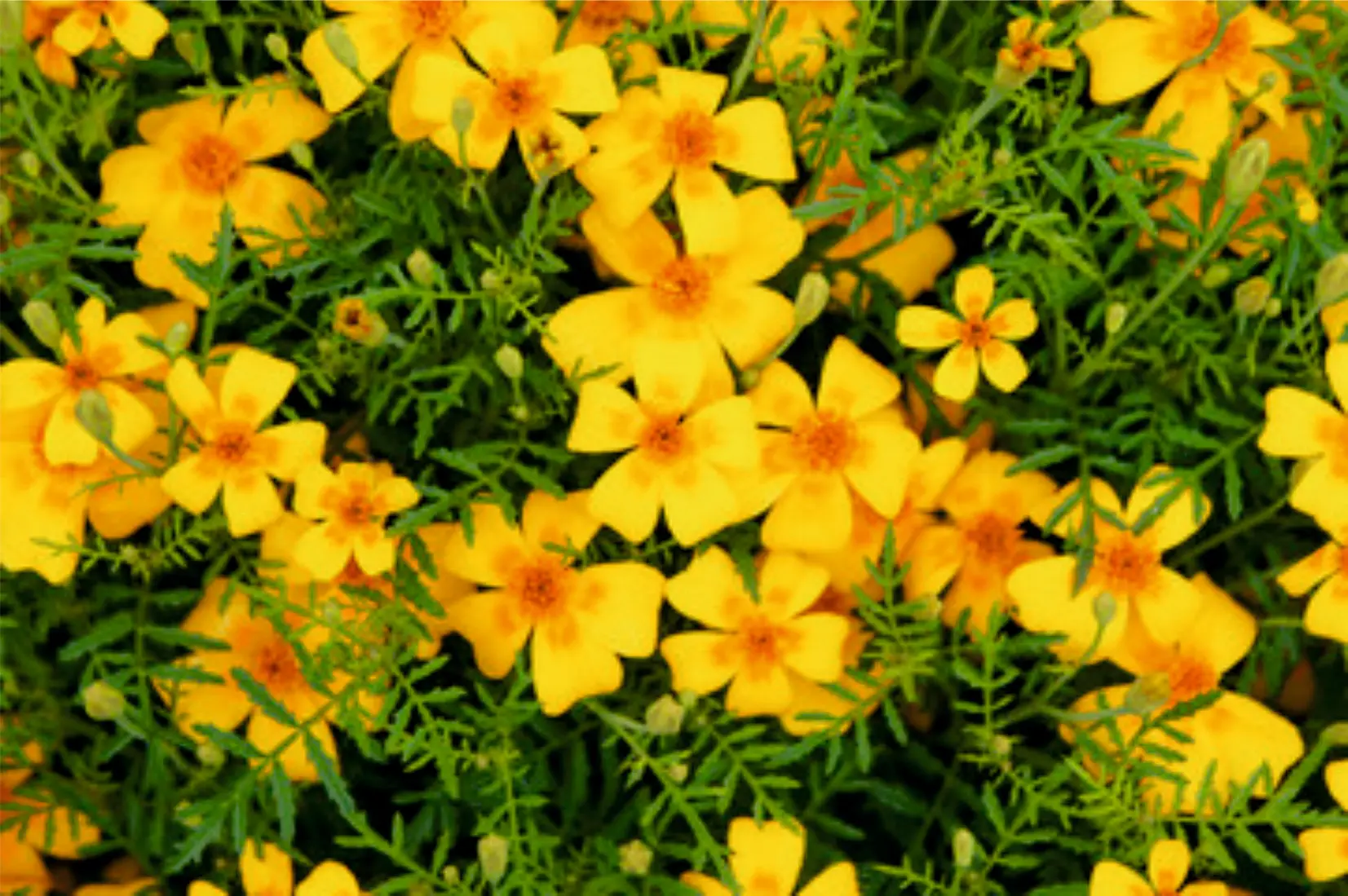 Tagetes