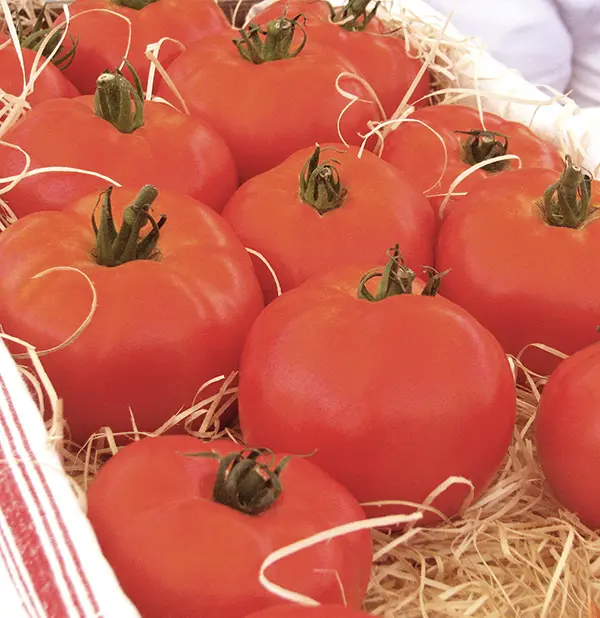 Tomate-Maestria-RGB-Kiste-NB-2