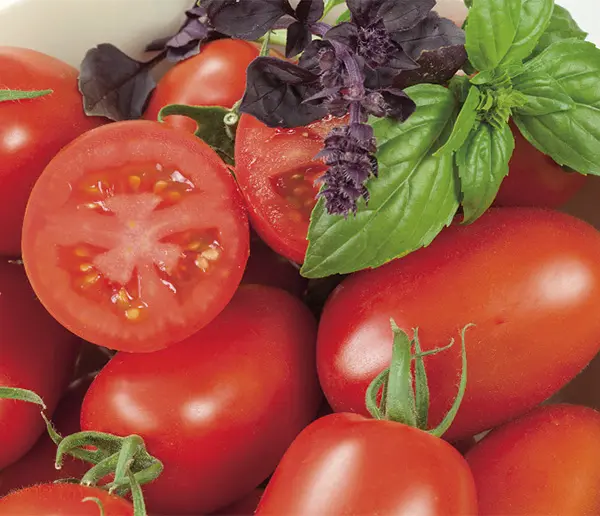 Tomate-Nagina-RGB-NB