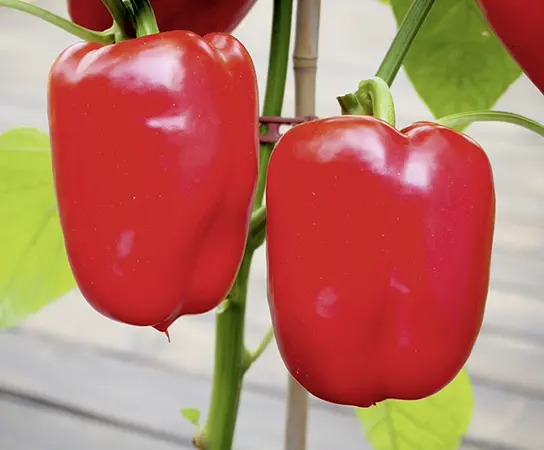 Yolo-Wonder-P7170553-NB-RGB