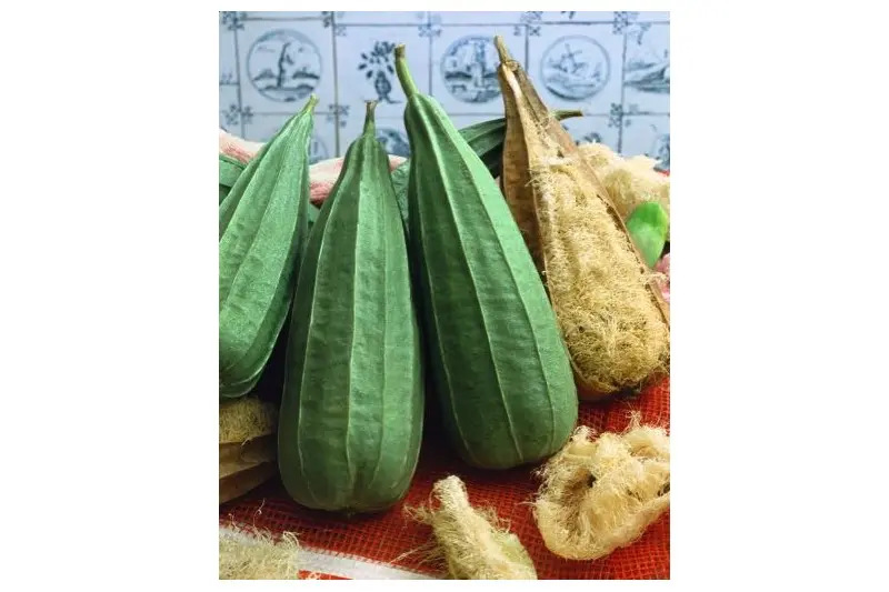 gurkensamen-einlegegurke-diamant-f1-bio