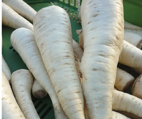 rgb5164pastinake1020292