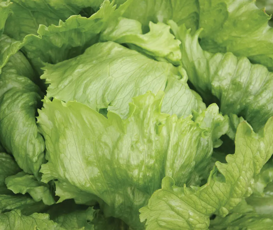 rgbtemplingarten-08495