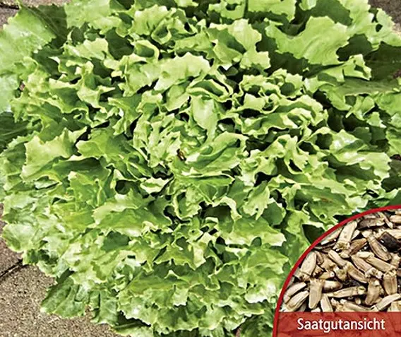 winter-endivien-escariol